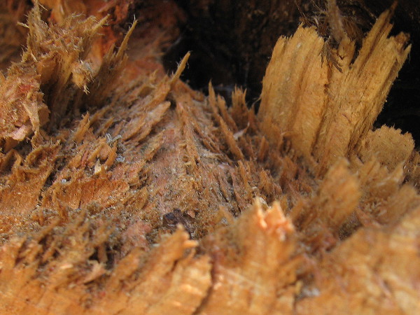 Close-up photo of torn wood fibers where a dead tree limb finally separated from the trunk.