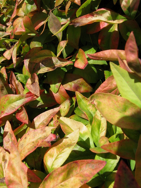 Jumbled leaves have turned many colors.