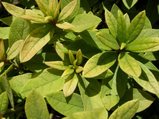 Nature's fantastic patterns are evident everywhere you turn in the amazing Japanese Friendship Garden.