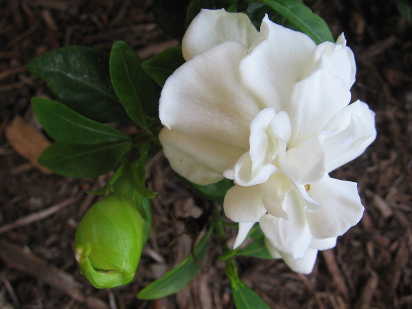 I believe this is a white azalea, but I'm not certain.
