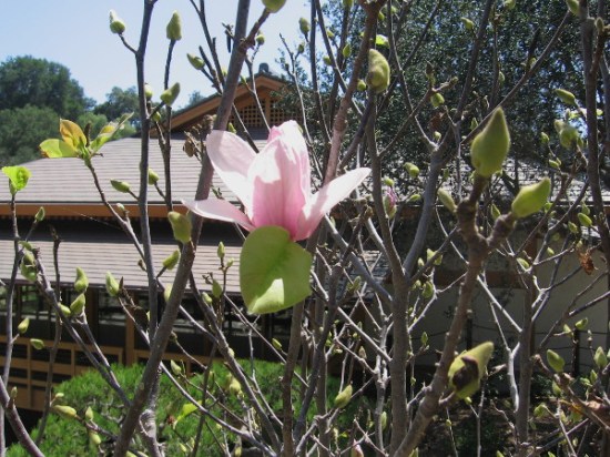 A pink saucer magnolia bloom and buds. In the background you can see the new Inamori Pavilion, which opened this year.