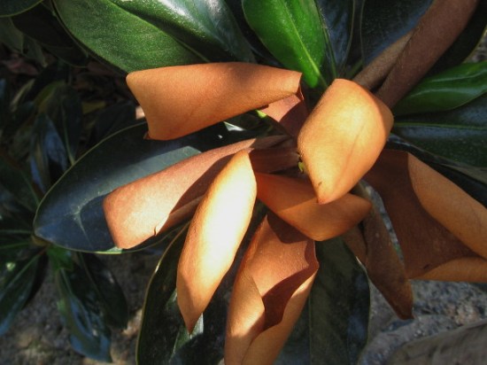 Even dry brown curled leaves can take one's breath away.