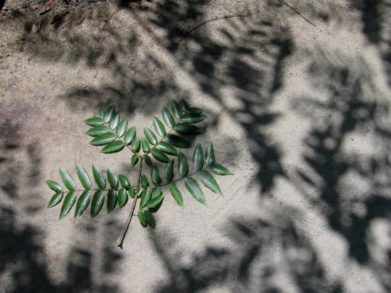 Leaves and shadows of leaves.