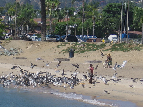 Someone spreads a big bag of old bread along the small Shelter Island beach, sending the seagulls into a wild feeding frenzy!