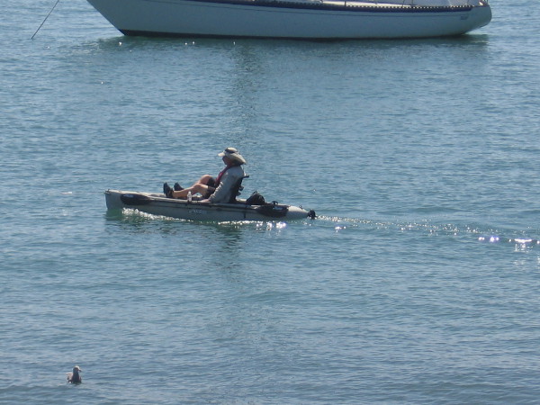 Floating peacefully along the edge of San Diego Bay, enjoying the calm water and bright sunshine.