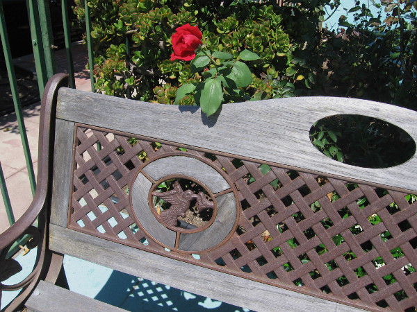 Hummingbird artwork on a bench near a sidewalk, and a rose.