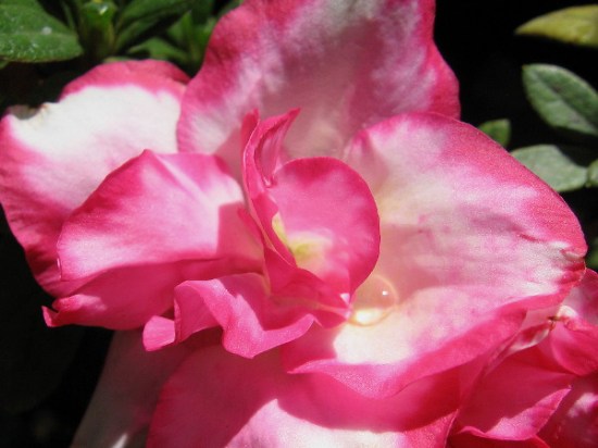 Natural beauty at the amazing Japanese Friendship Garden