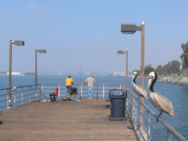 Two brown pelicans perch on a rail hoping for a handout from sympathetic fishermen.