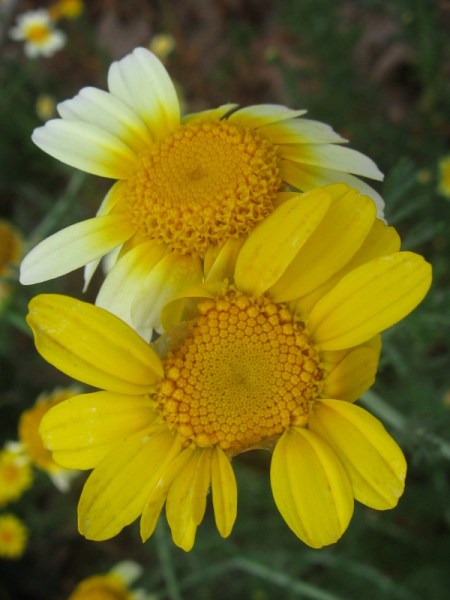 Sticking together. One easy way to add a few petals.