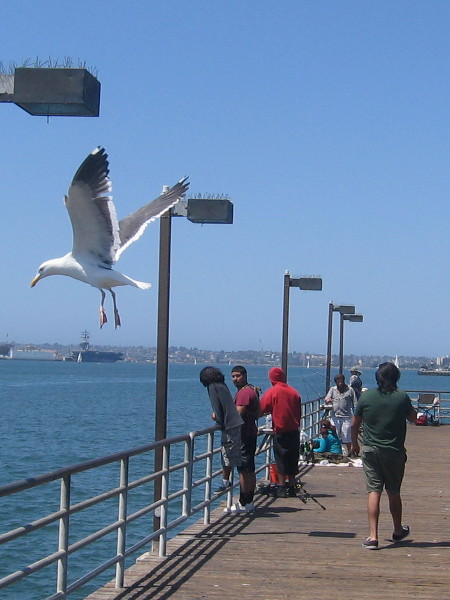 Birds are plentiful on San Diego Bay...
