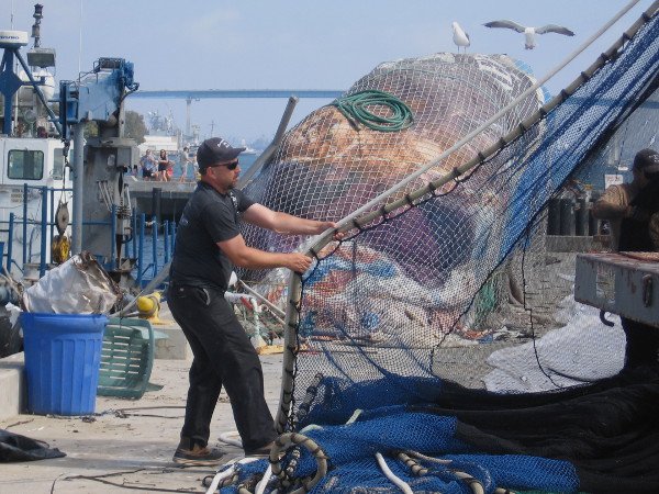 Just a great photo of nets, gulls and human activity on a working public pier.