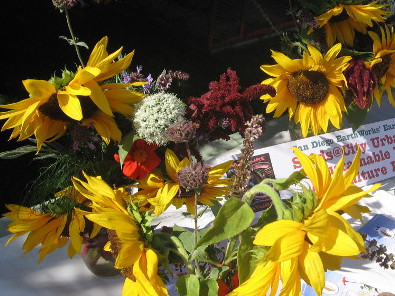 Many harvested sunflowers.