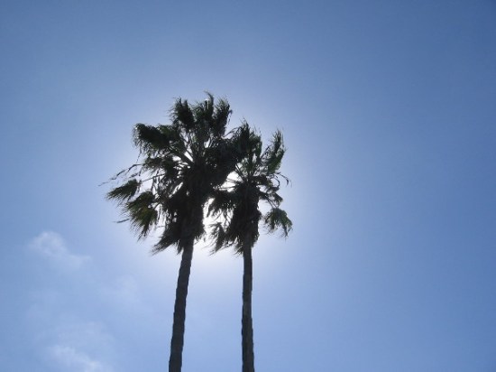 The sun glows behind a pair of palm trees at the edge of Mission Bay.