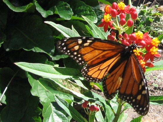 A monarch butterfly has found some milkweed. I snapped this photo just in time.