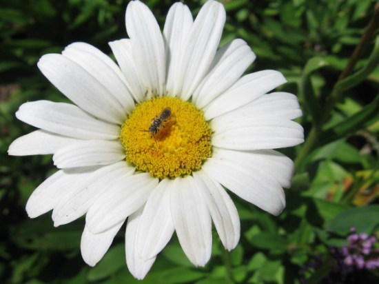 A tiny insect takes a walk on a sweet sun-yellow carpet.