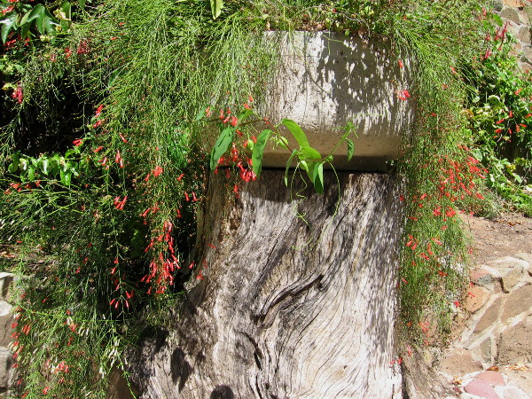 Zoro Butterfly Garden contains rustic, ragged beauty along its stony walkways.