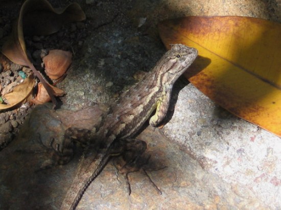 This sneaky lizard would've been happy to capture a quick butterfly, too! I don't know if he had any luck.