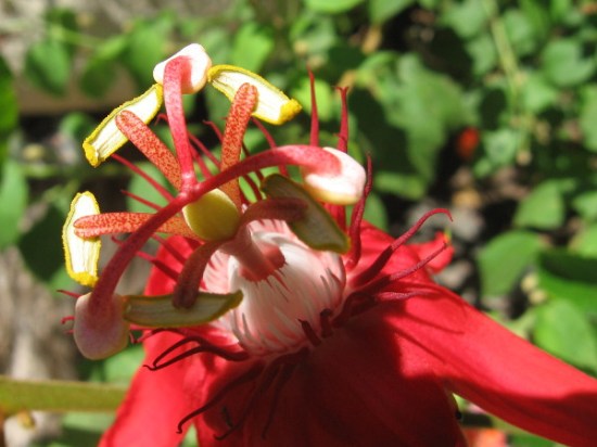 Cool close-up photo of red passion vine flower.