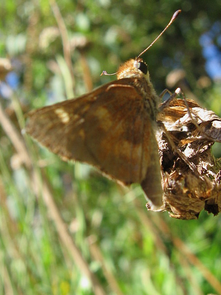 I'm not sure who this guy is. Is it a Mourning Cloak? Some kind of moth? If you know, leave a comment.