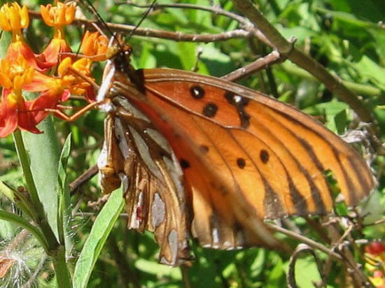 The underside of this Gulf fritillary almost looks like a torn, crumpled brown leaf.