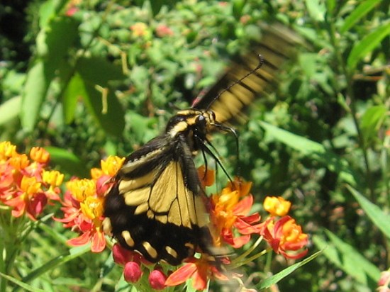 A swallowtail butterfly takes flight!
