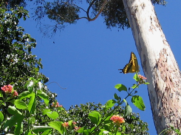 Looking upward from the lush hollow where butterflies thrive, toward blue sky and fluttering, living color.