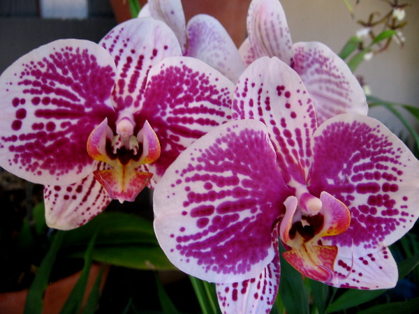 I believe all these beautiful images are of orchids! I apologize if I'm mistaken. Most photos were taken just inside the left door to the Botanical Building in Balboa Park.