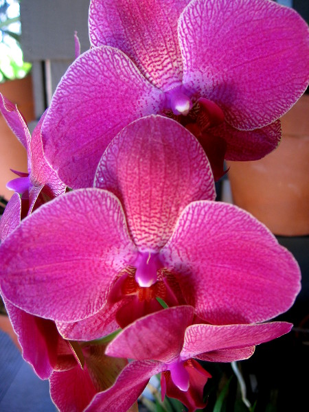 Deep velvet beauty for everyone to enjoy.