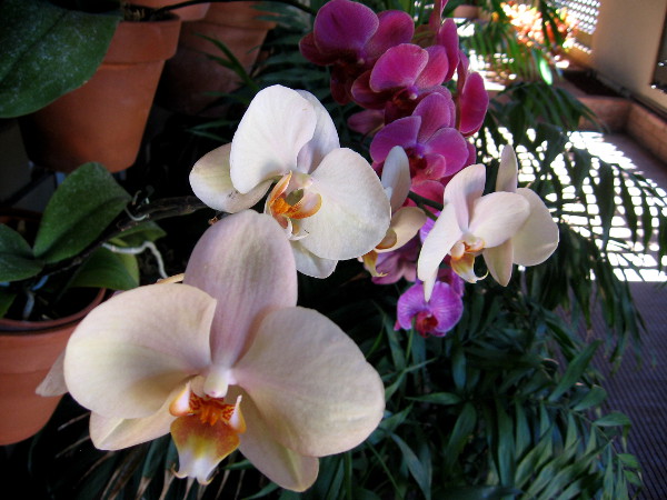 So much to absorb in the amazing Botanical Building--one's eyes leap from bloom to bloom.