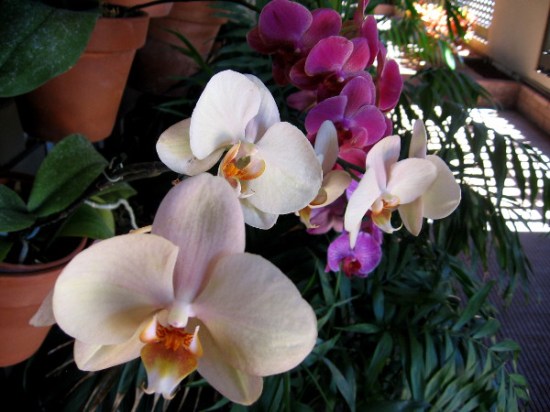 So much to absorb in the amazing Botanical Building--one's eyes leap from bloom to bloom.