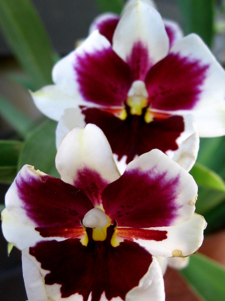 Nature's masterpieces are often small and fragile.