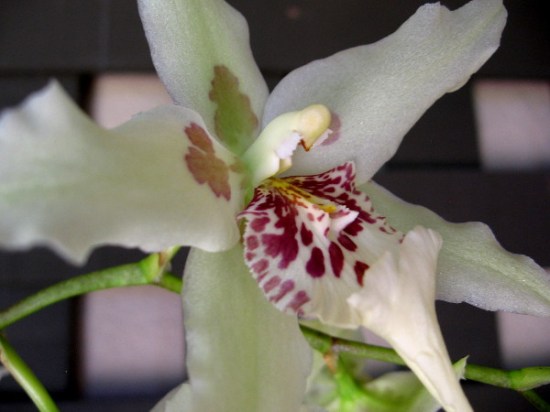 Should you ever visit Balboa Park in San Diego, don't miss the Botanical Building. The enormous lath building stands behind the reflecting pool near El Prado.