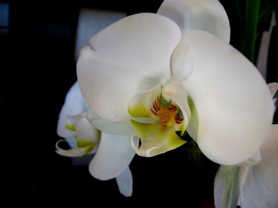 White angel-like flower seems to signal that the world is just fine.