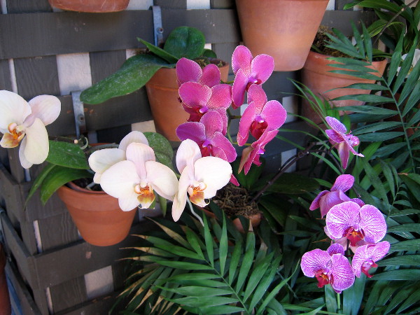 Many orchids in clay pots hanging from a wall trellis.