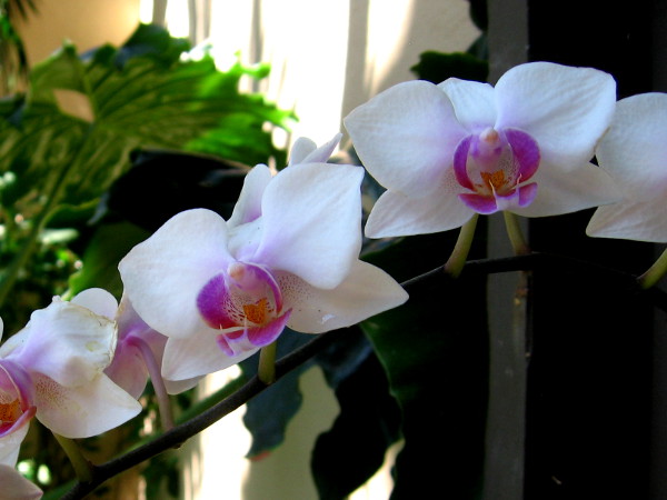 A long strand of gems.