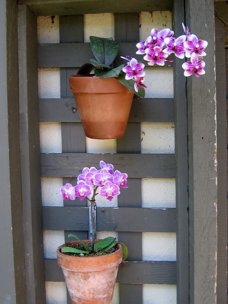 Everywhere you turn in the Botanical Building you'll discover lush plants and natural wonders.