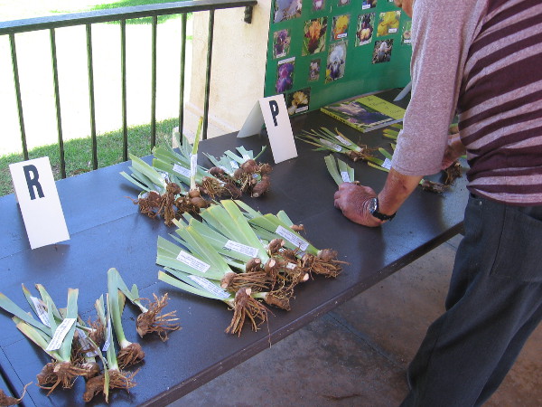 Stick these guys in the ground and watch them grow! Irises are often called the poor man's orchid. They thrive in San Diego's climate.