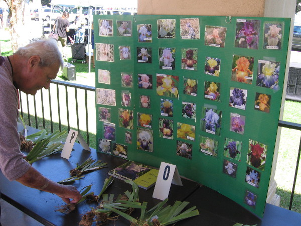 There are many existing hybrids, with many new types being introduced each year. The San Diego Iris Society is an affiliate of the American Iris Society.