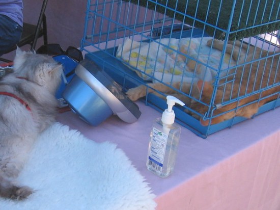 Nemo and his furry pal are enjoying another beautiful day in Balboa Park. There are many cool cats like this who'd appreciate a nice home!