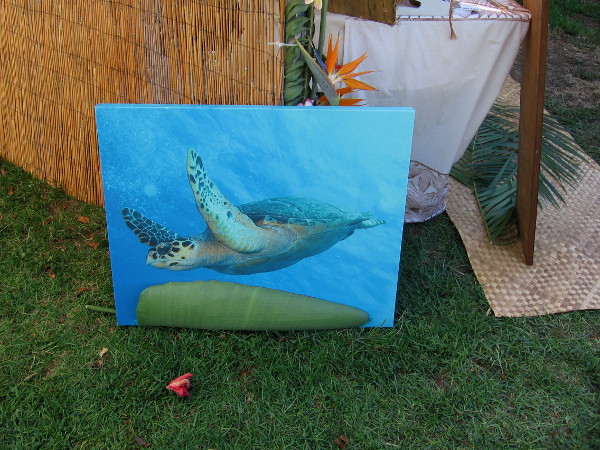 A sea turtle is swimming above the grass!