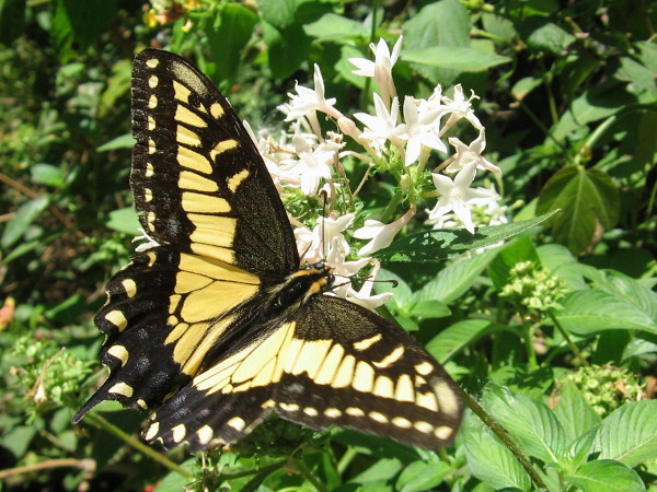 An Anise Swallowtail spreads its wings on a glorious day in San Diego's wonder-filled Balboa Park.