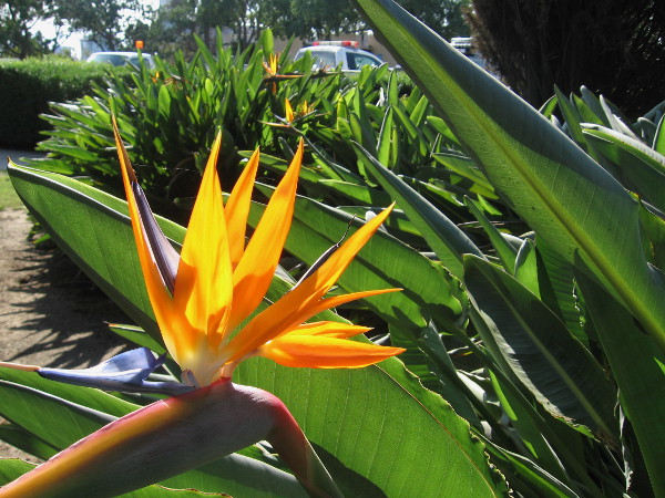 Beautiful Bird of Paradise in a section of Balboa Park where the public almost never goes.