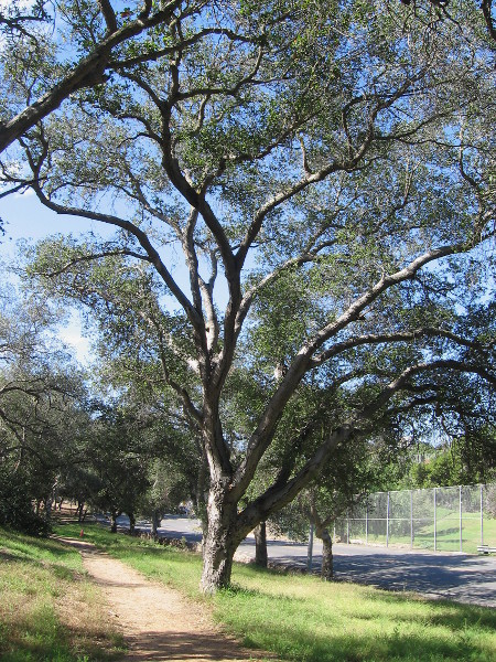 Sixty large old oak trees memorialize 60 sailers killed in 1905 when the USS Bennington's boiler exploded in San Diego's nearby harbor.
