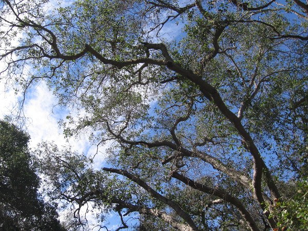Looking up through the leaves of the live oak trees at blue sky and clouds.