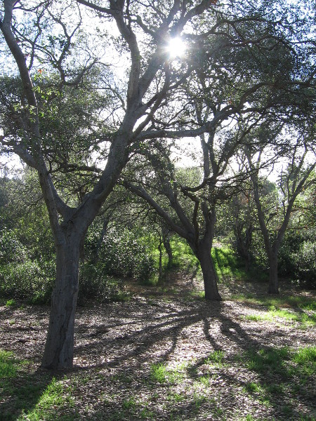 These trees, honoring fallen men, remind us of a sudden tragic moment in San Diego history.