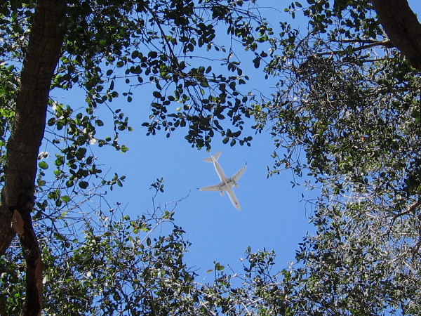 A commercial airplane flies overhead as it crosses Balboa Park heading in toward Lindbergh Field.