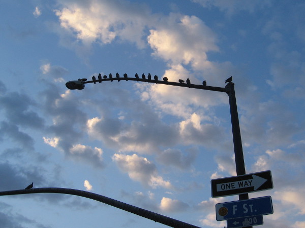 Birds in a row atop a street lamp. Bright clouds as day begins.