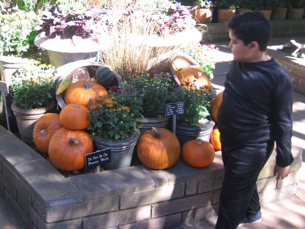 More nice pumpkins. These are arranged among pretty flowers and various exotic plants in the Botanical Building.