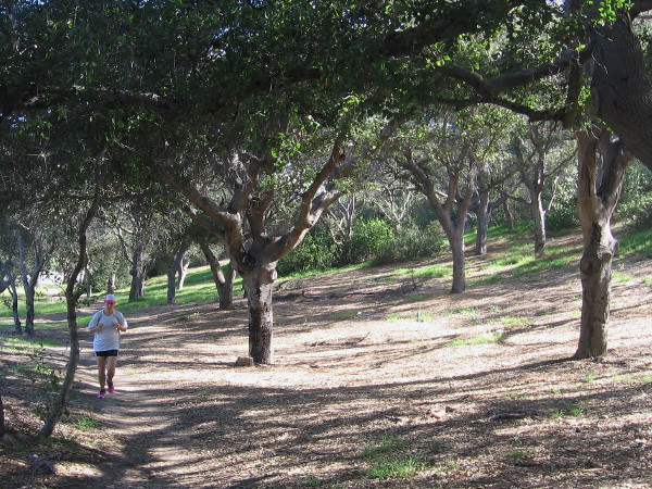 A jogger enjoys the shady old trees on a warm day in early October.
