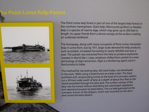 The Point Loma kelp forest is part of one the largest kelp forests in the northern hemisphere. Giant kelp is a species of marine alga, which may grow up to 200 feet in length.